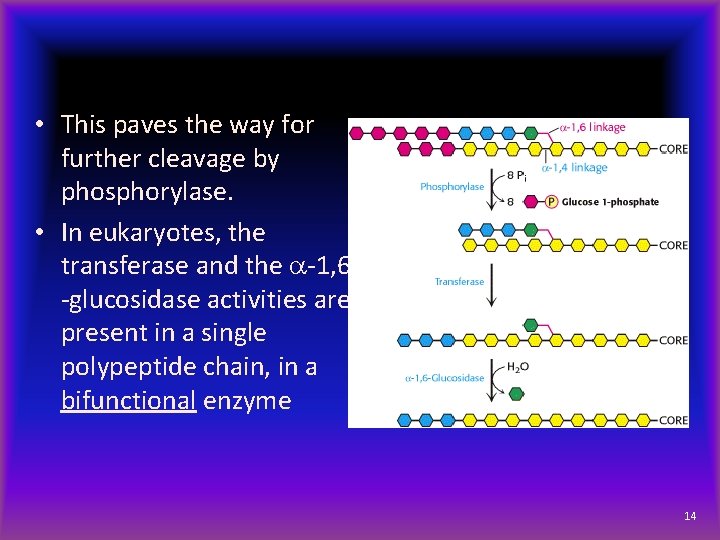  • This paves the way for further cleavage by phosphorylase. • In eukaryotes,