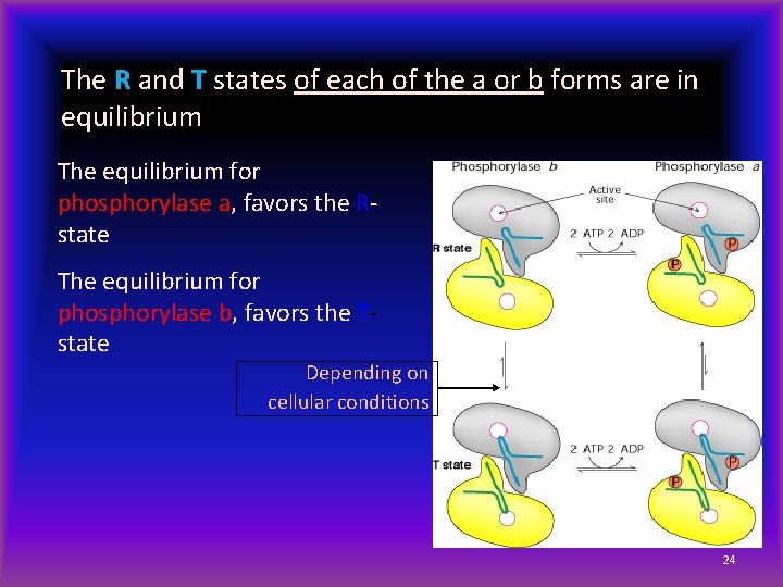 The R and T states of each of the a or b forms are