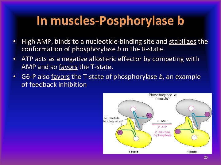 In muscles-Posphorylase b • High AMP, binds to a nucleotide-binding site and stabilizes the