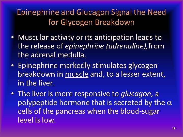 Epinephrine and Glucagon Signal the Need for Glycogen Breakdown • Muscular activity or its