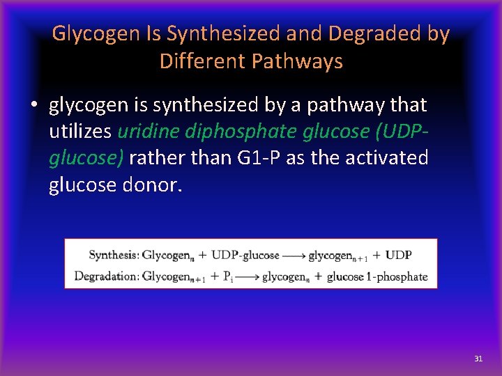 Glycogen Is Synthesized and Degraded by Different Pathways • glycogen is synthesized by a