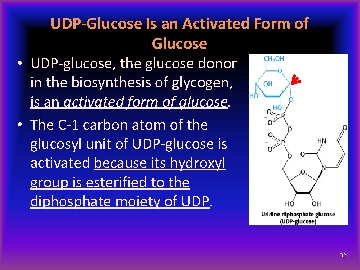 UDP-Glucose Is an Activated Form of Glucose • UDP-glucose, the glucose donor in the