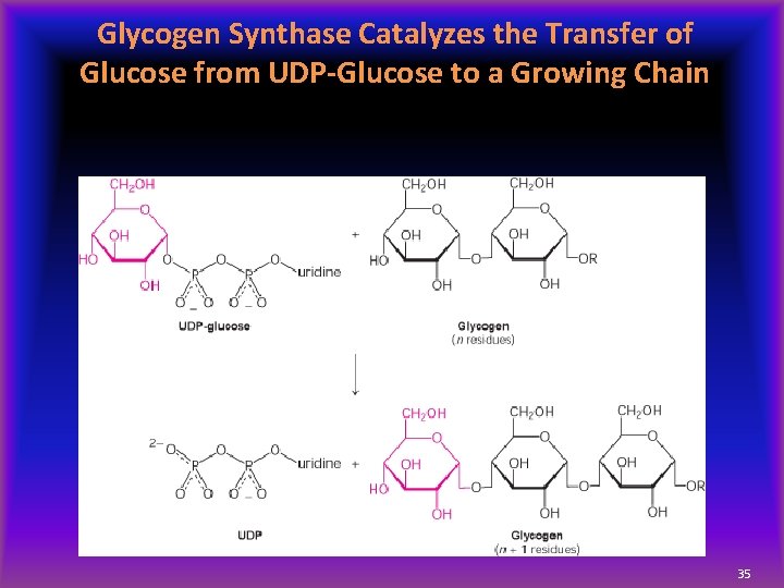 Glycogen Synthase Catalyzes the Transfer of Glucose from UDP-Glucose to a Growing Chain 35