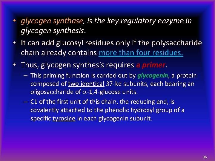  • glycogen synthase, is the key regulatory enzyme in glycogen synthesis. • It