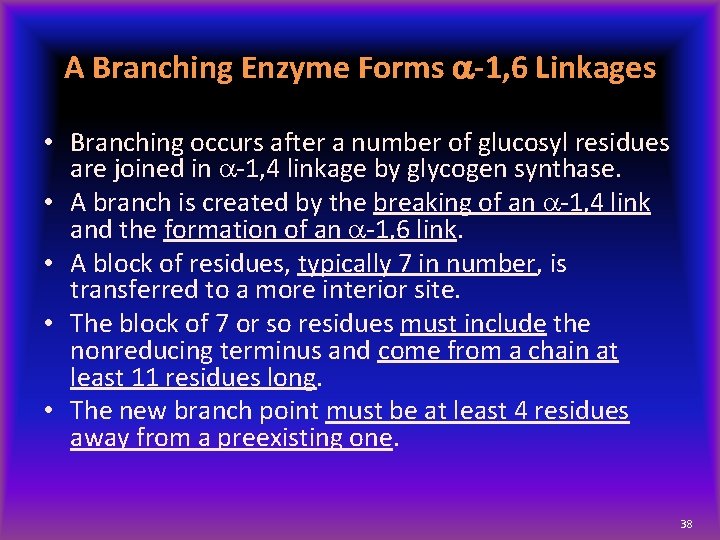 A Branching Enzyme Forms a-1, 6 Linkages • Branching occurs after a number of