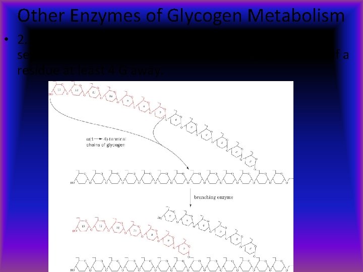 Other Enzymes of Glycogen Metabolism • 2. Branching Enzyme: transfers C#1 of a 7