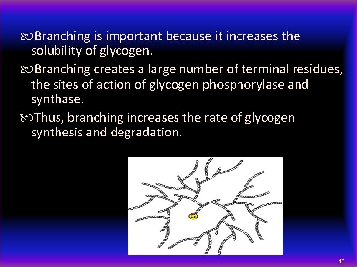  Branching is important because it increases the solubility of glycogen. Branching creates a