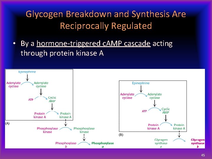 Glycogen Breakdown and Synthesis Are Reciprocally Regulated • By a hormone-triggered c. AMP cascade