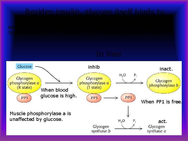 Besides insulin, glucose itself binds to phosphorylase a. PP 1 acts as a catalyst
