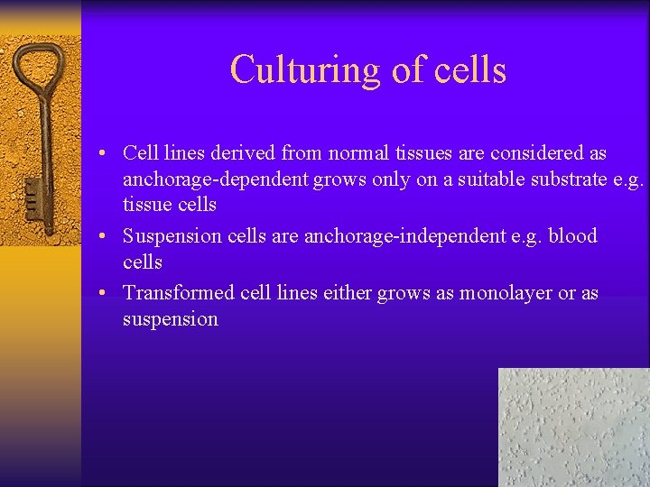 Culturing of cells • Cell lines derived from normal tissues are considered as anchorage-dependent