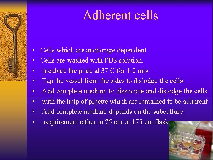 Adherent cells • • Cells which are anchorage dependent Cells are washed with PBS