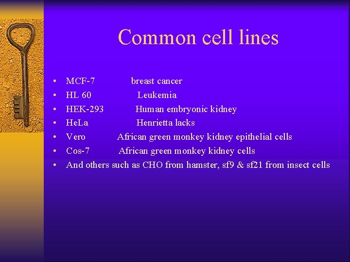 Common cell lines • • MCF-7 breast cancer HL 60 Leukemia HEK-293 Human embryonic