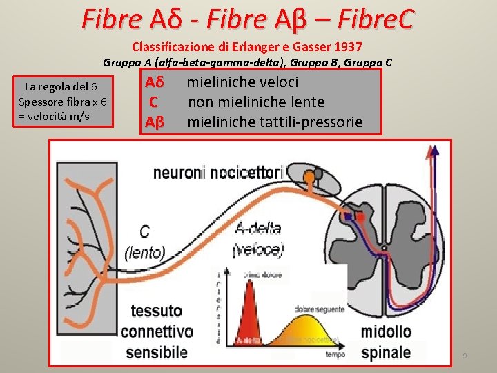 Fibre Aδ - Fibre Aβ – Fibre. C Classificazione di Erlanger e Gasser 1937