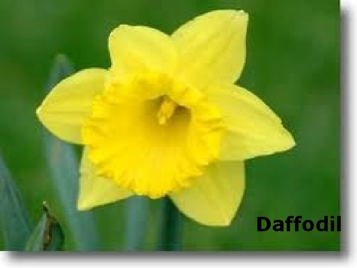 Daffodil 