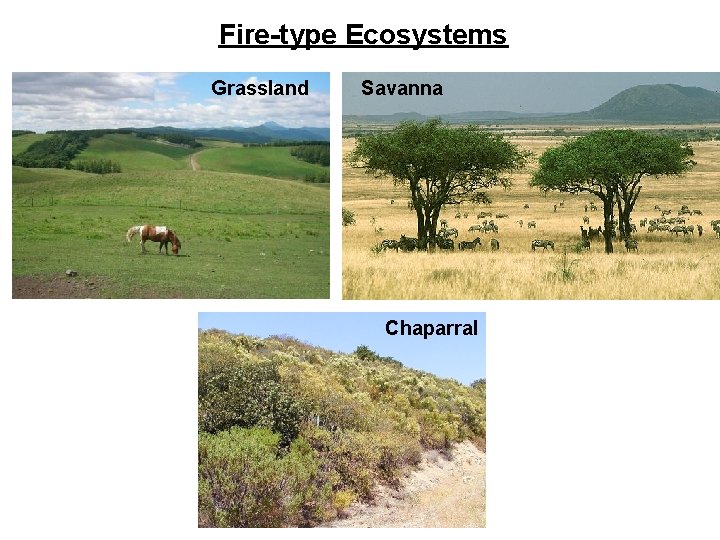 Fire-type Ecosystems Grassland Savanna Chaparral 