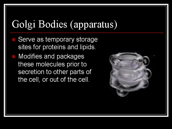 Golgi Bodies (apparatus) n n Serve as temporary storage sites for proteins and lipids.