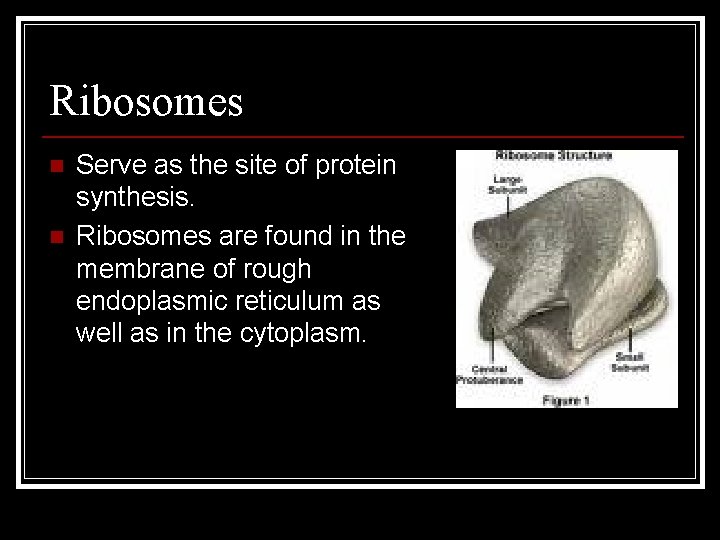 Ribosomes n n Serve as the site of protein synthesis. Ribosomes are found in