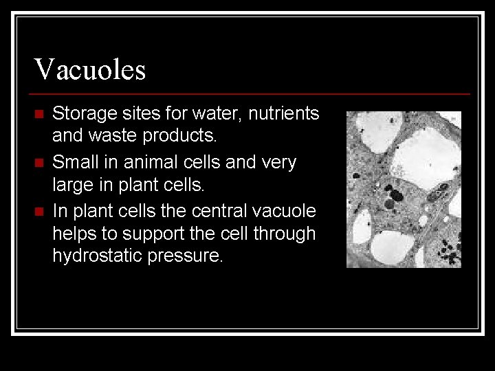 Vacuoles n n n Storage sites for water, nutrients and waste products. Small in