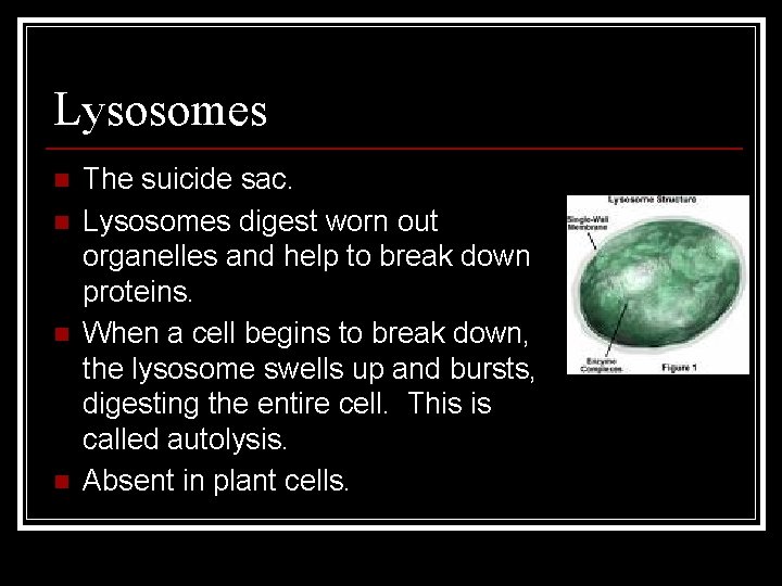 Lysosomes n n The suicide sac. Lysosomes digest worn out organelles and help to