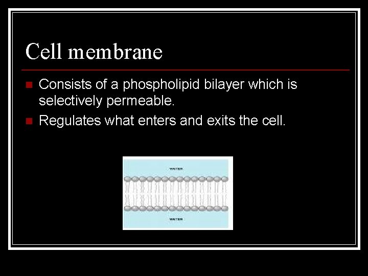 Cell membrane n n Consists of a phospholipid bilayer which is selectively permeable. Regulates
