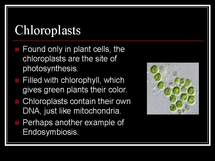 Chloroplasts n n Found only in plant cells, the chloroplasts are the site of