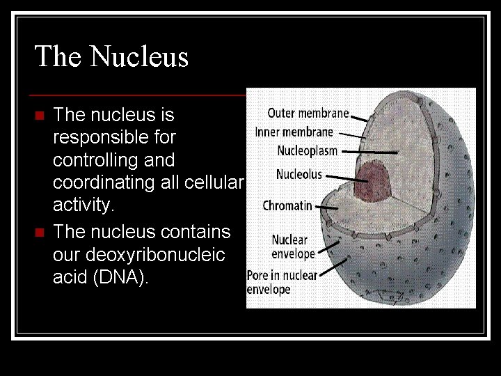 The Nucleus n n The nucleus is responsible for controlling and coordinating all cellular