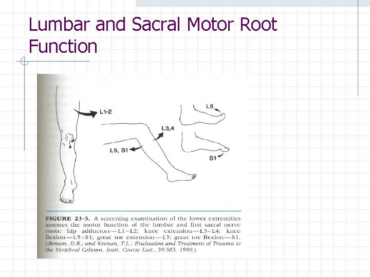Lumbar and Sacral Motor Root Function 
