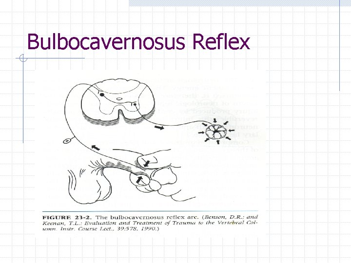 Bulbocavernosus Reflex 