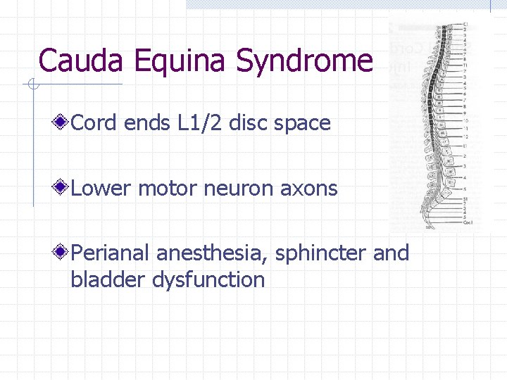 Cauda Equina Syndrome Cord ends L 1/2 disc space Lower motor neuron axons Perianal