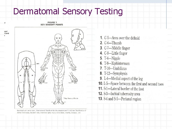 Dermatomal Sensory Testing 