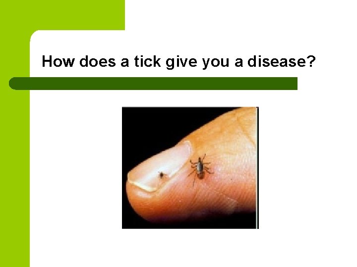 How does a tick give you a disease? 