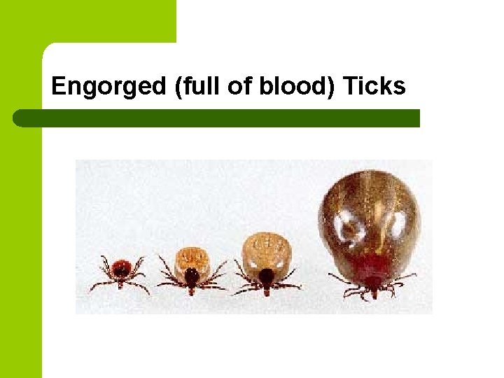 Engorged (full of blood) Ticks 