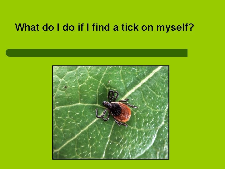What do I do if I find a tick on myself? 