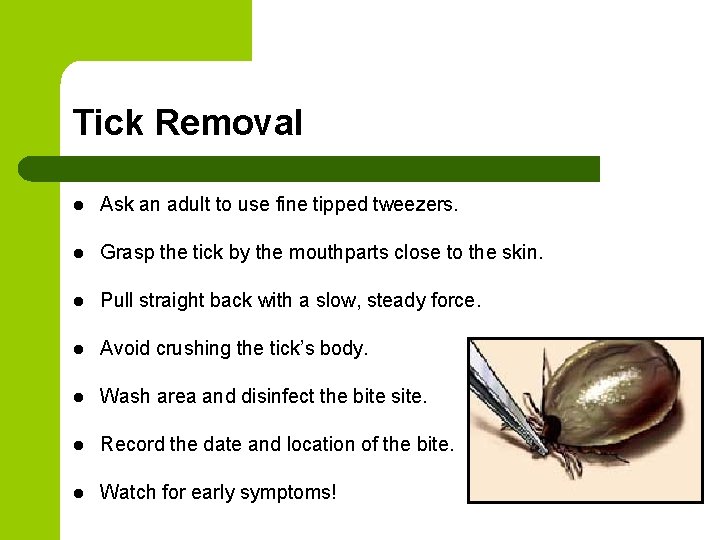 Tick Removal l Ask an adult to use fine tipped tweezers. l Grasp the