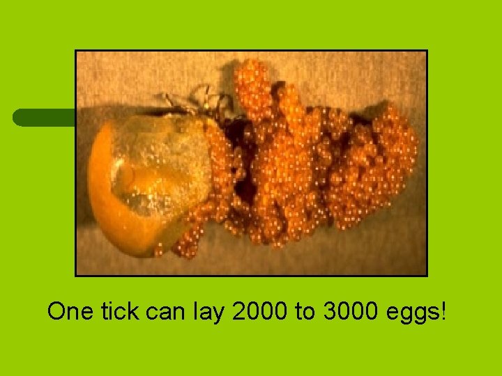 One tick can lay 2000 to 3000 eggs! 
