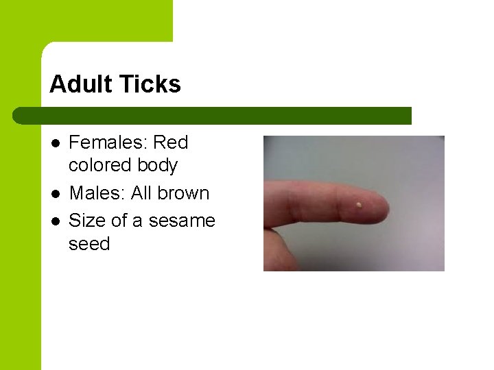 Adult Ticks l l l Females: Red colored body Males: All brown Size of