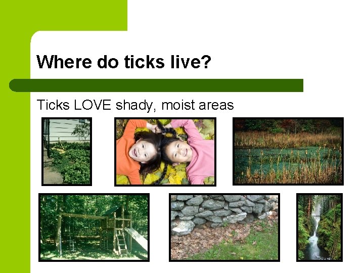 Where do ticks live? Ticks LOVE shady, moist areas 
