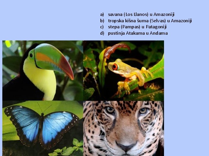 a) b) c) d) savana (Los Llanos) u Amazoniji tropska kišna šuma (Selvas) u