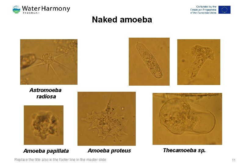 Naked amoeba Astromoeba radiosa Amoeba papillata Amoeba proteus Replace the title also in the