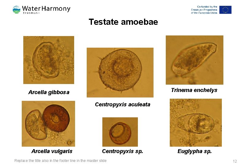 Testate amoebae Trinema enchelys Arcella gibbosa Centropyxis aculeata Arcella vulgaris Centropyxis sp. Replace the