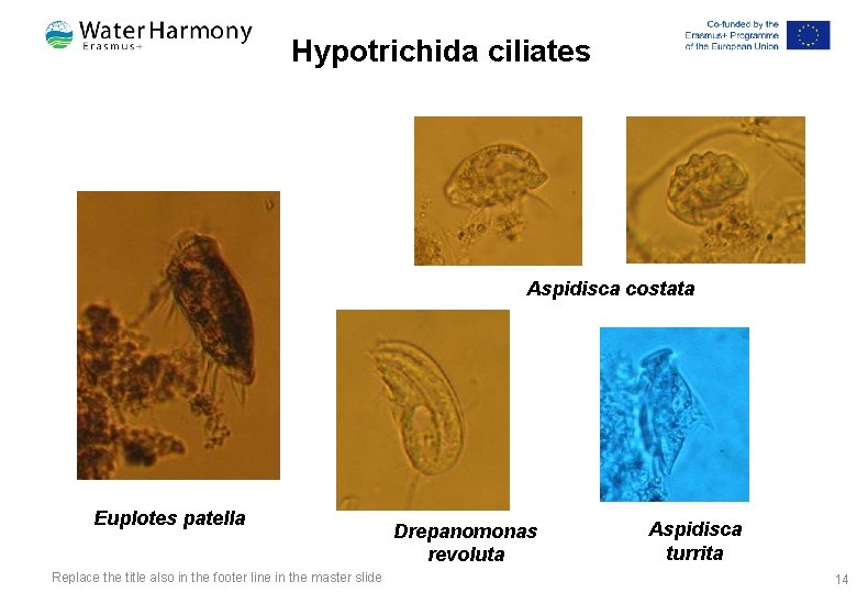 Hypotrichida ciliates Aspidisca costata Euplotes patella Replace the title also in the footer line