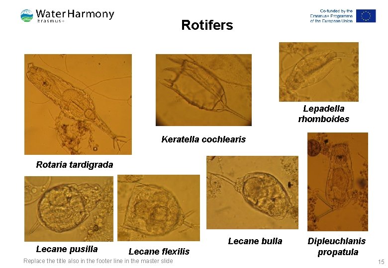 Rotifers Lepadella rhomboides Keratella cochlearis Rotaria tardigrada Lecane pusilla Lecane bulla Lecane flexilis Replace