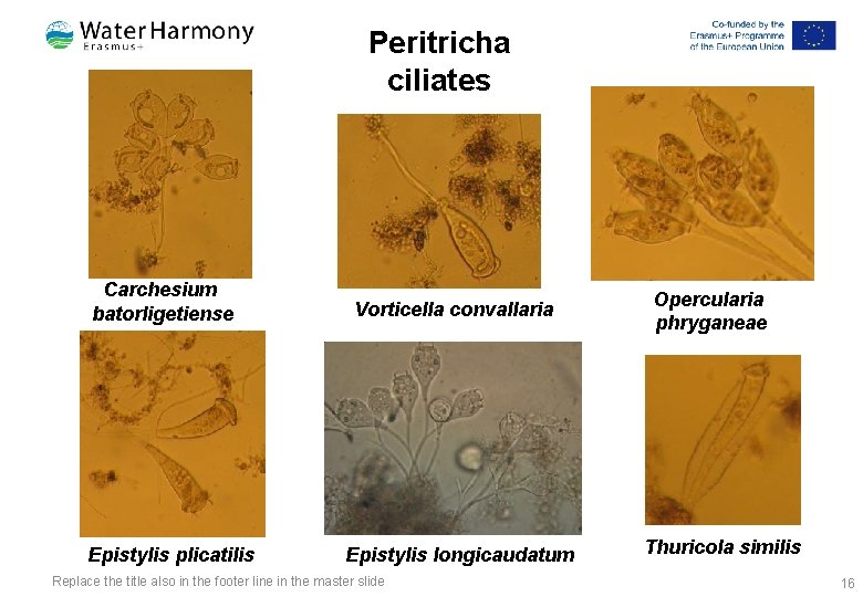 Peritricha ciliates Carchesium batorligetiense Epistylis plicatilis Vorticella convallaria Epistylis longicaudatum Replace the title also