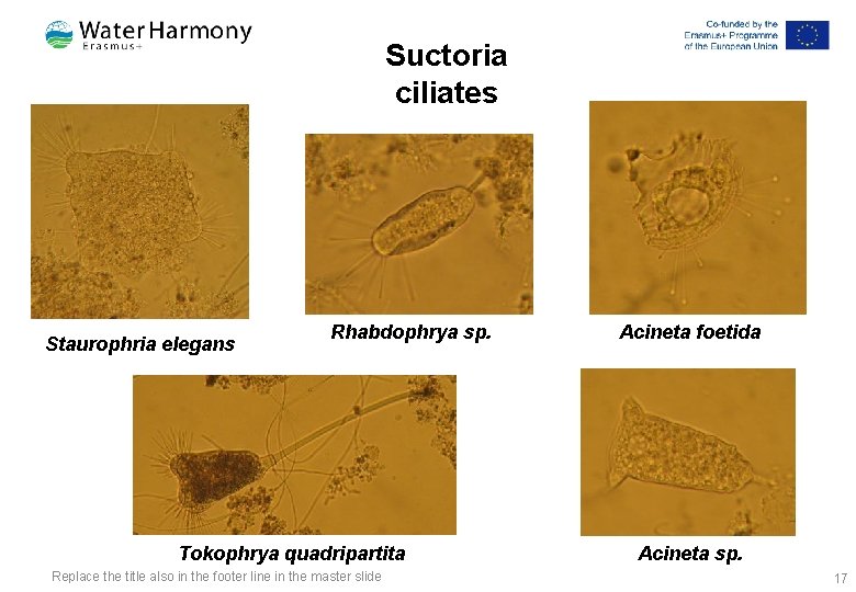 Suctoria ciliates Staurophria elegans Rhabdophrya sp. Tokophrya quadripartita Replace the title also in the