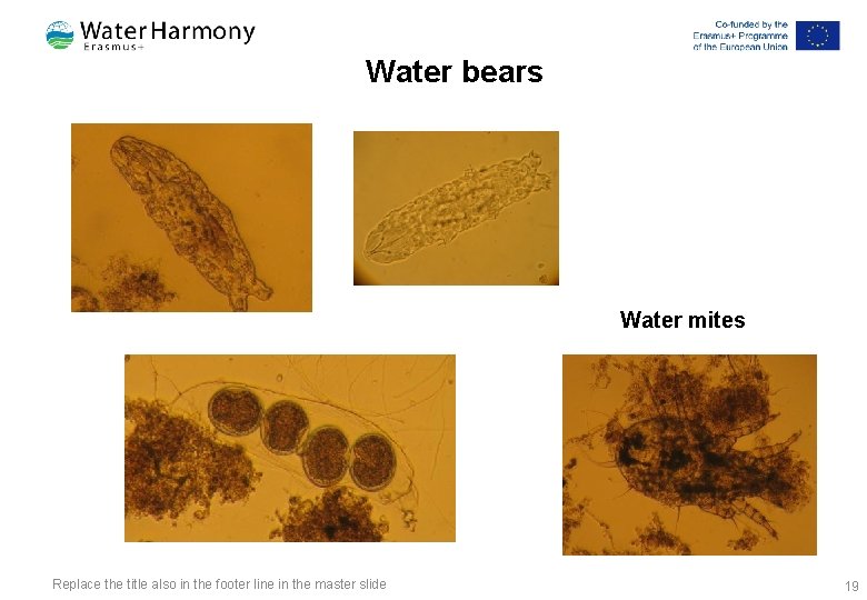 Water bears Water mites Replace the title also in the footer line in the
