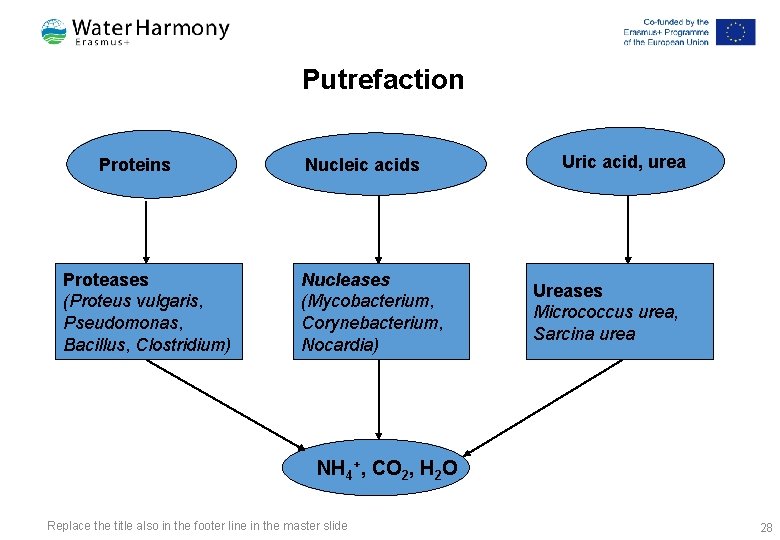 Putrefaction Proteins Proteases (Proteus vulgaris, Pseudomonas, Bacillus, Clostridium) Nucleic acids Nucleases (Mycobacterium, Corynebacterium, Nocardia)