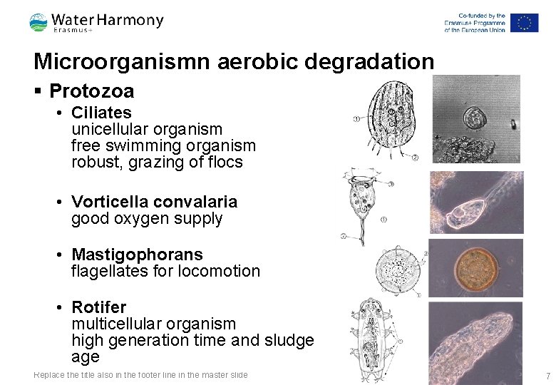Microorganismn aerobic degradation § Protozoa • Ciliates unicellular organism free swimming organism robust, grazing