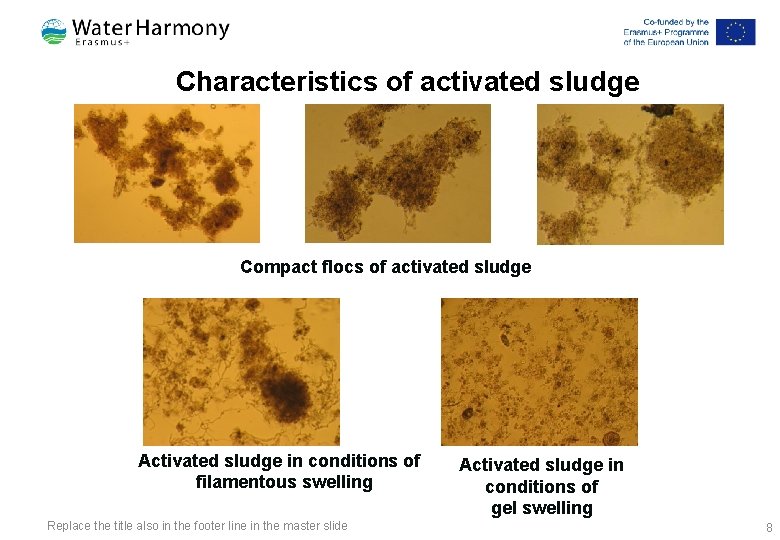 Characteristics of activated sludge Compact flocs of activated sludge Activated sludge in conditions of