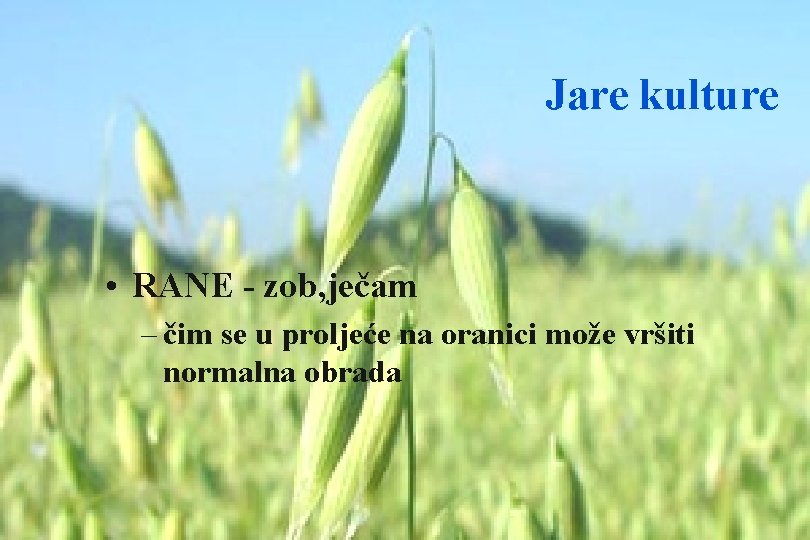 Jare kulture • RANE - zob, ječam – čim se u proljeće na oranici