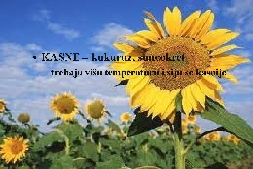  • KASNE – kukuruz, suncokret – trebaju višu temperaturu i siju se kasnije